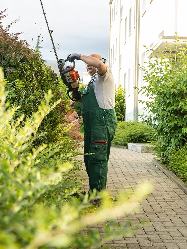Mitarbeiter schneidet eine hohe Hecke mit einer Motorheckenschere neben einem gepflasterten Weg